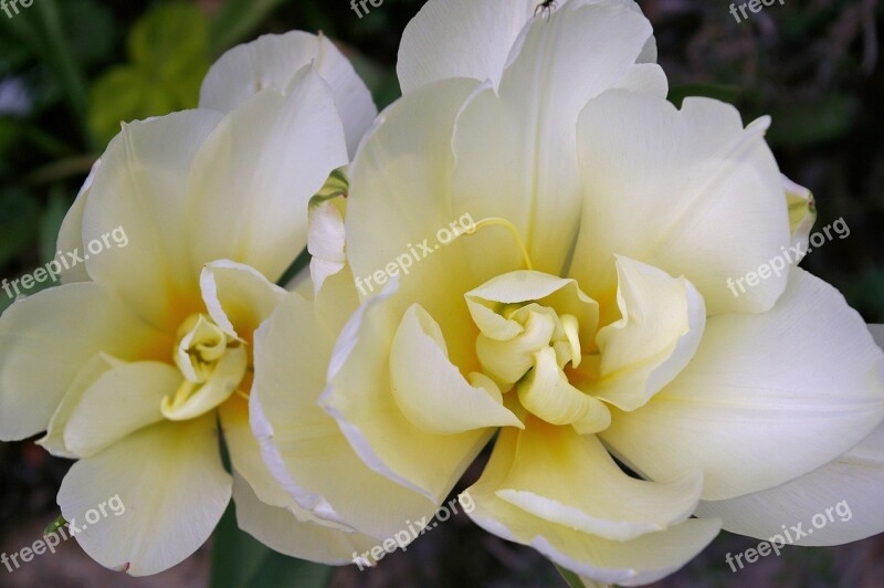 Tulips White Tulips White Spring Blossom