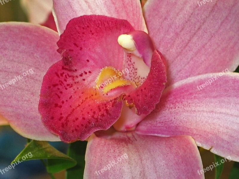 Orchid Blossom Bloom Flower Plant