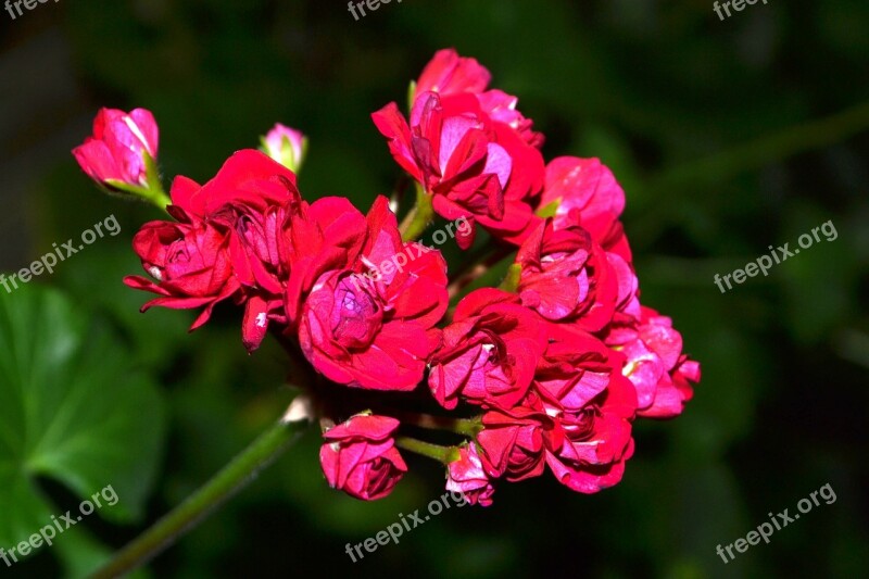 Flowers Geranium Beautiful Flower Flower Spring