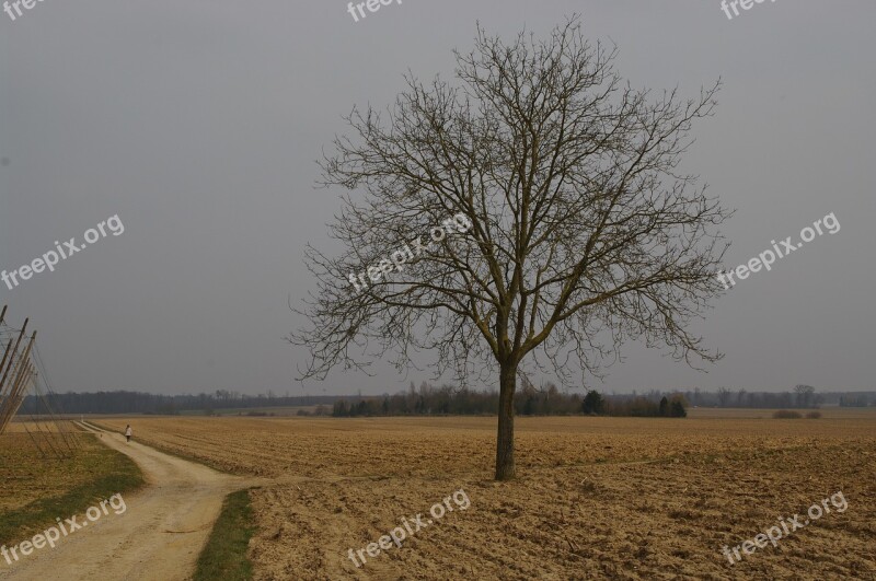 Isolated Tree Path Fields Road Perspective