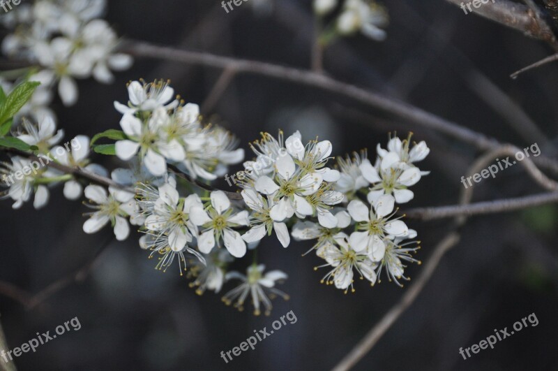 Flowers White Nature White Flower Spring