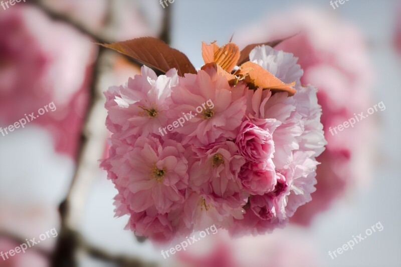 Japanese Flowering Cherry Prunus Serrulata Roses Blossom Bloom