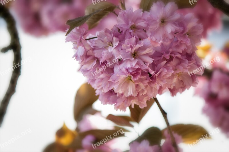 Japanese Flowering Cherry Prunus Serrulata Roses Blossom Bloom