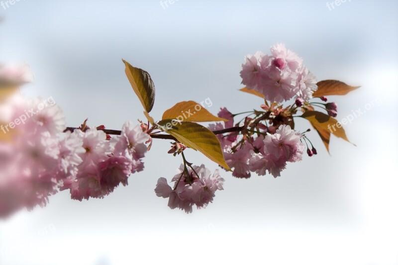 Japanese Flowering Cherry Prunus Serrulata Roses Blossom Bloom