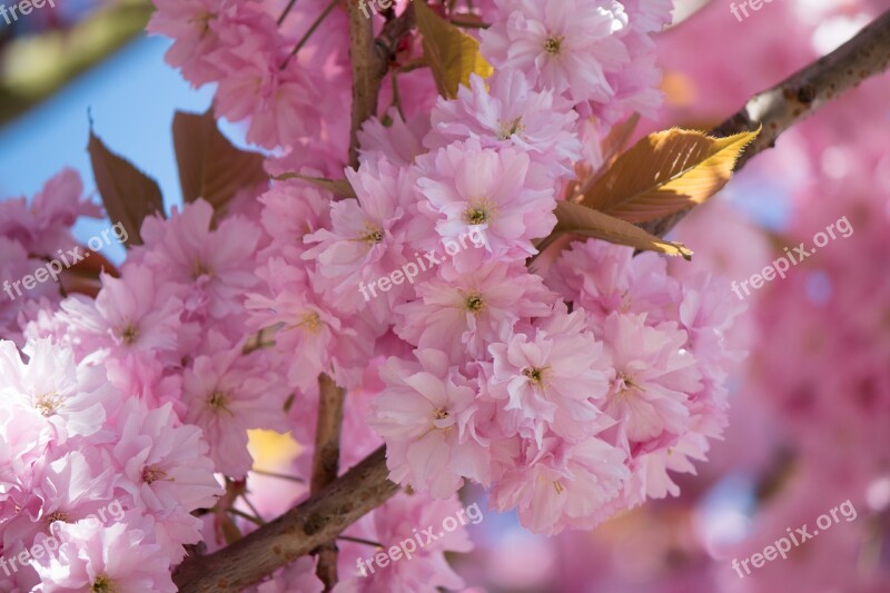 Japanese Flowering Cherry Prunus Serrulata Roses Blossom Bloom