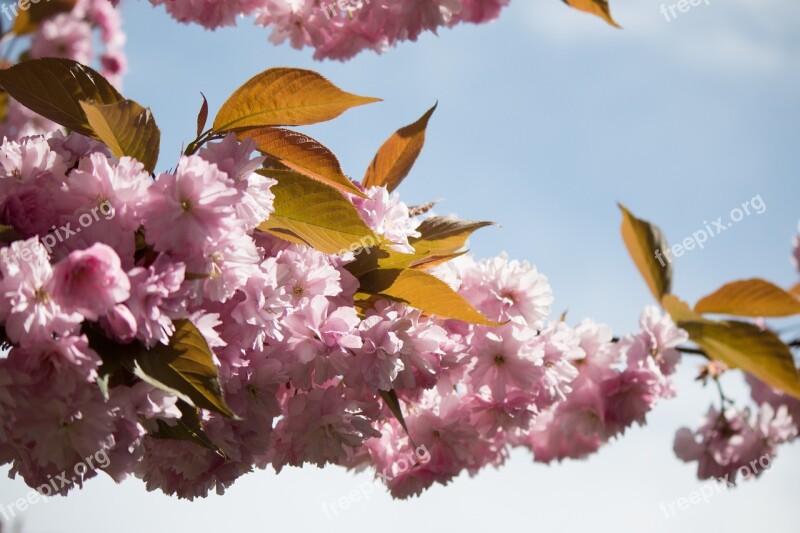 Japanese Flowering Cherry Prunus Serrulata Roses Blossom Bloom