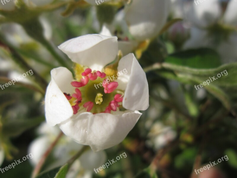 Pear Blossom Blossom Bloom Spring White