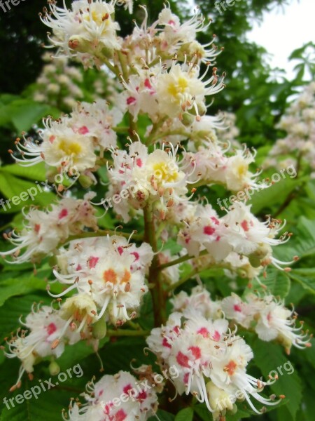 Buckeye Tree Medicinal Plant White Rosskastanie Chestnut Tree