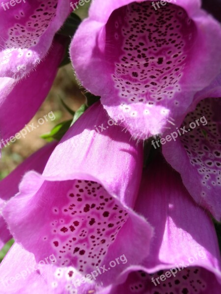 Common Foxglove Toxic Flower Poisonous Plant Medicinal Plant