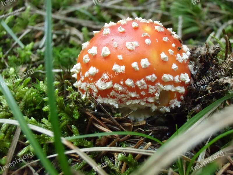 Fly Agaric Mushrooms Red Fly Agaric Mushroom Toxic Free Photos