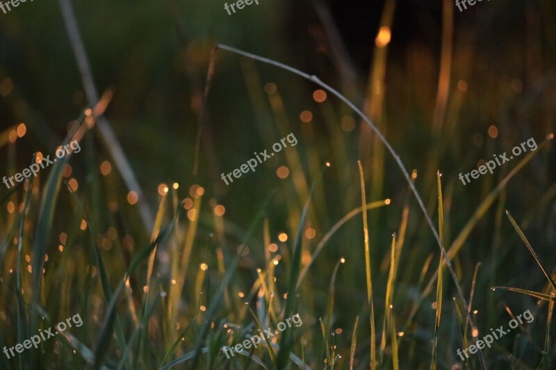 Meadow Sunlight Dew Drip Nature