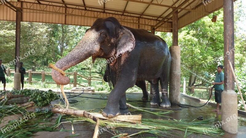 Elephant Bamboo Working Elephant Slave People Influential