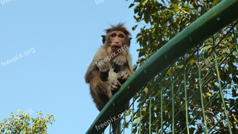 Monkey Makake Sri Lanka Free Photos