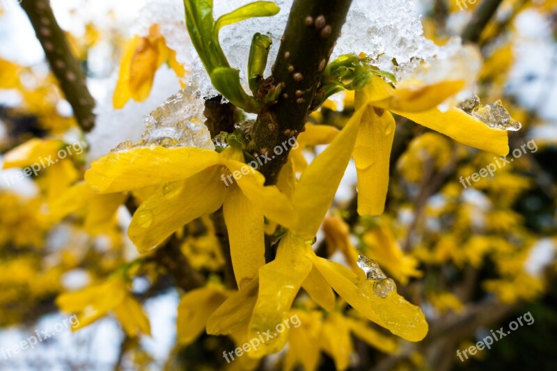 Winter Blast Snow Frost Forsythia Garden Forsythia