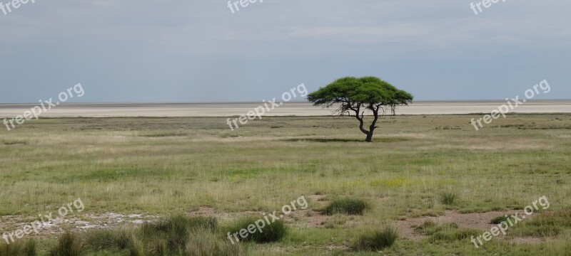 Namibia Etosha Tree Landscape Desert