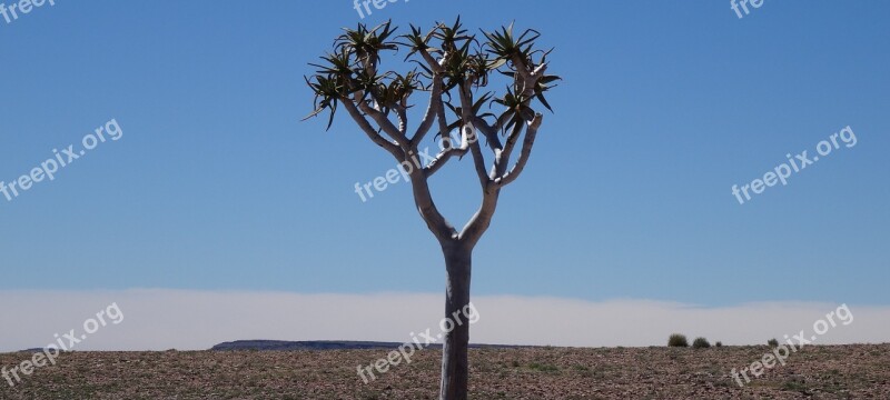 Quiver Tree Namibia Fish River Desert Africa