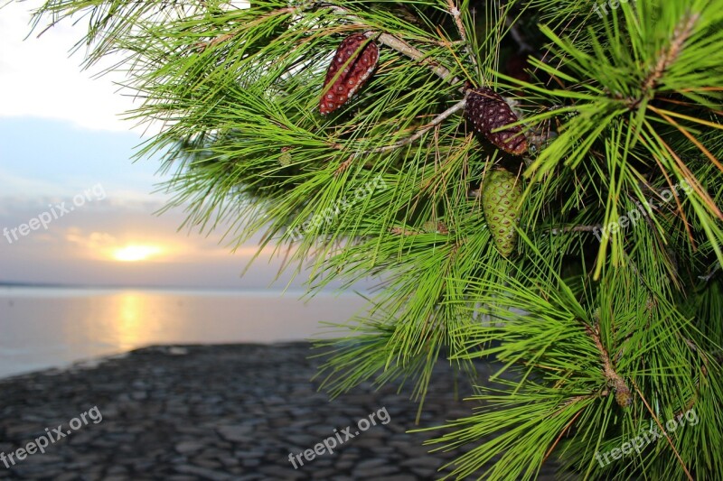 Pine Pine-cone Beach Croatia Summer