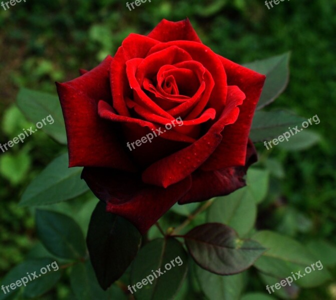 Plant Red Rose Flower Red Garden