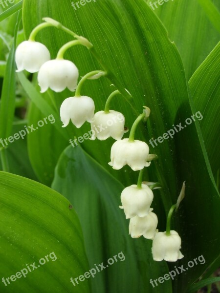 Lily Of The Valley Toxic Flower Confused Bärlauch White