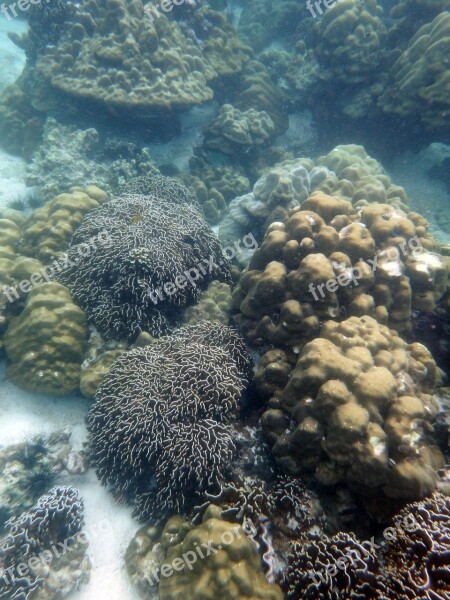 Coral Reef Undersea Underwater Sea