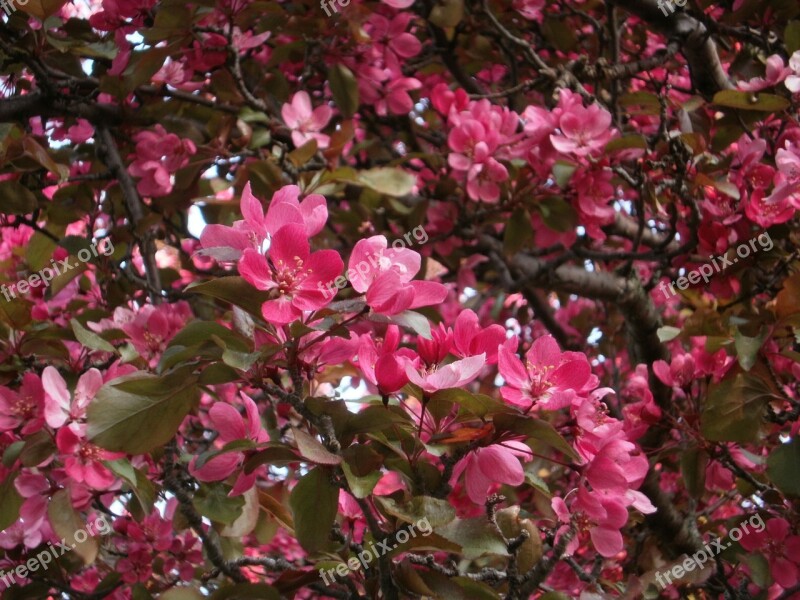 Flowers Pink Petal Spring Nature