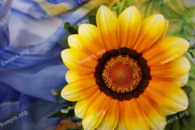 Gerbera Closeup Bright Flower Close Up Free Photos