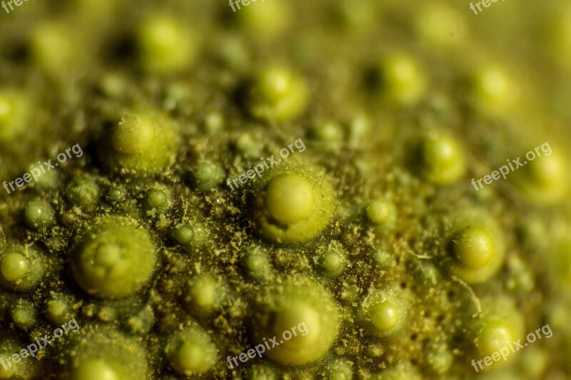 Macro Details Nature Sea Urchin Hedgehog