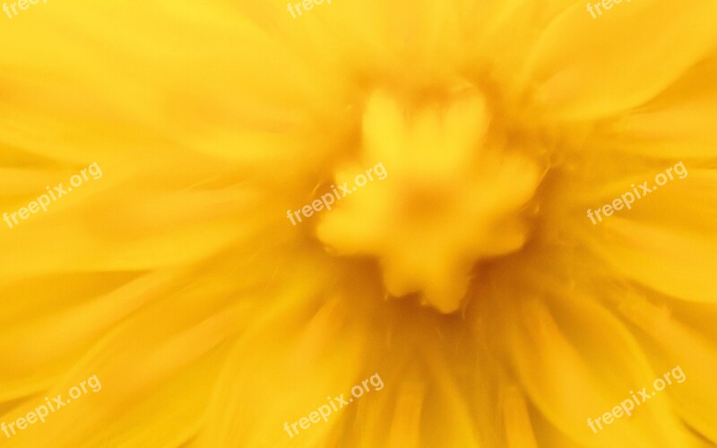 Dandelion Tooth Lion Nature Flower Field