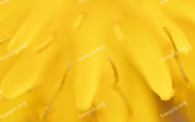 Dandelion Tooth Lion Nature Flower Field