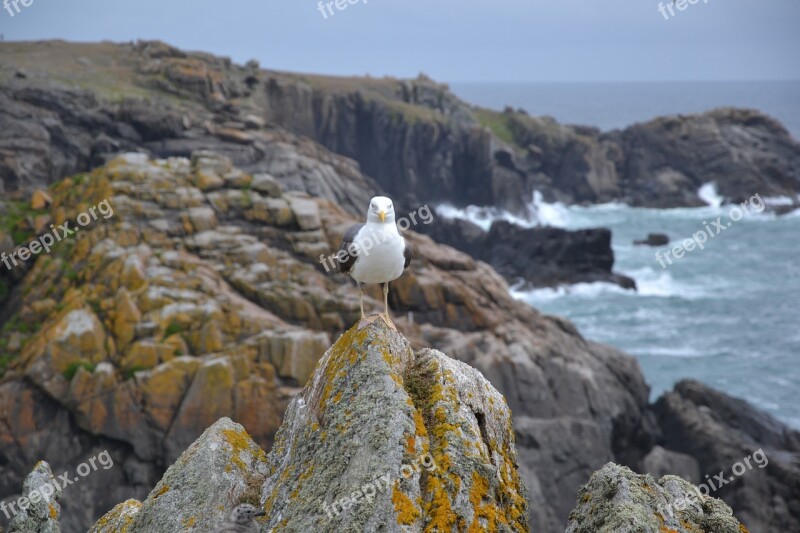 Gull Sea Side Rocks Brittany