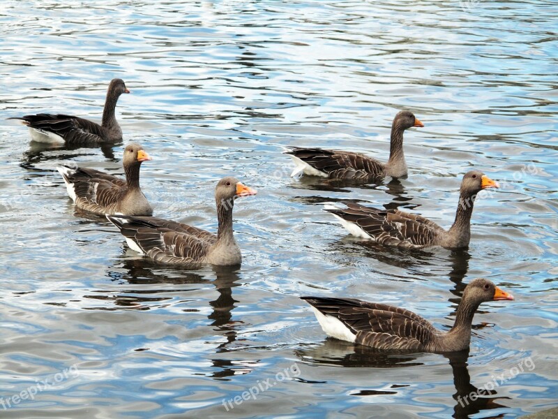 Greylag Goose Iceland Icelandic Geese Lake Reykjavik