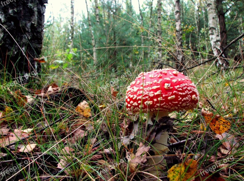 Amanita Mushroom Polyana Lea Forest