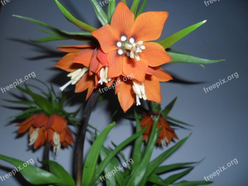 Easter Flower Fritillaria Imperialis Mr Tear Tulipan Easter Lily