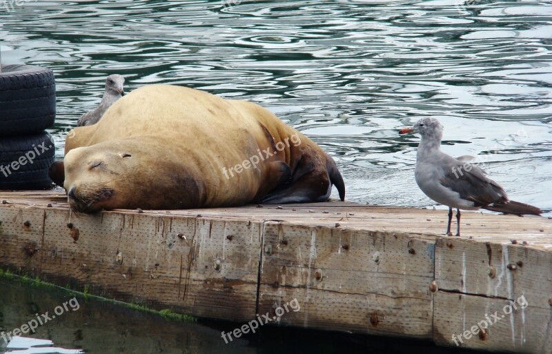 Seal And Seagull Ocean Sleeping Seal Wildlife Pacific