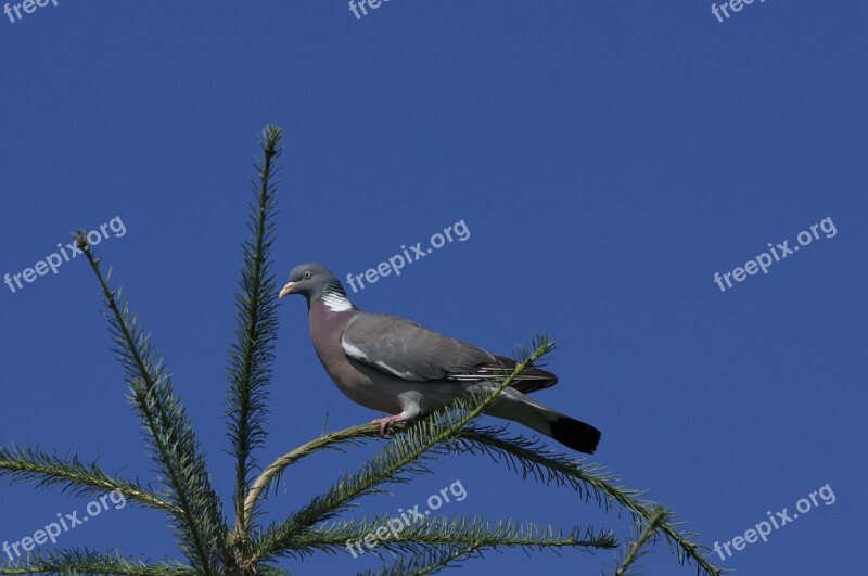 Dove Bird Sky Blue Branch