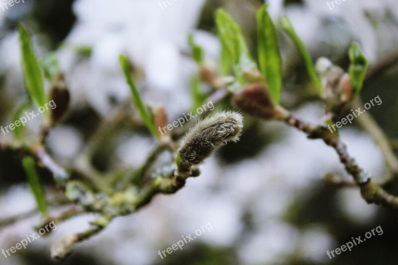 Pasture Willow Tree Green Branches Nature