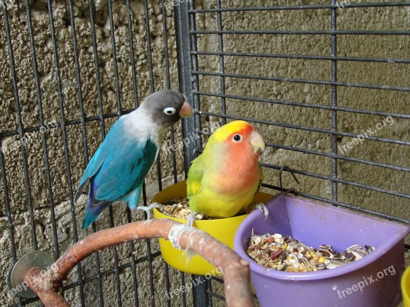 Birds Pair Pets Beautiful Parrots