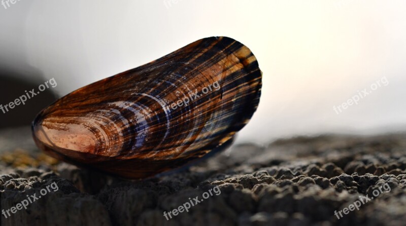 Shell Beach Summer Sand Mussel