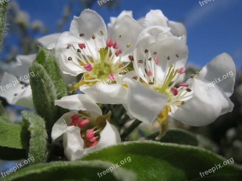 Pear Blossom Pear Nature Blossom Inflorescence