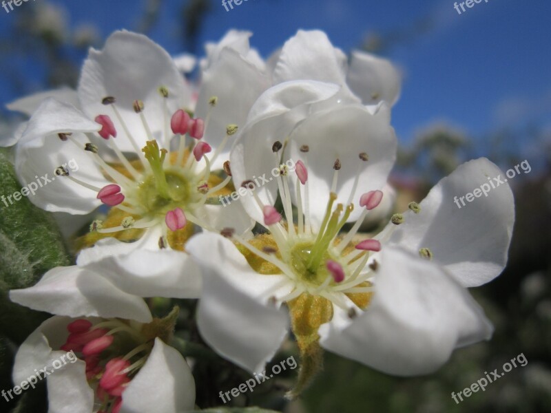 Pear Blossom Pear Blossom Bloom Spring