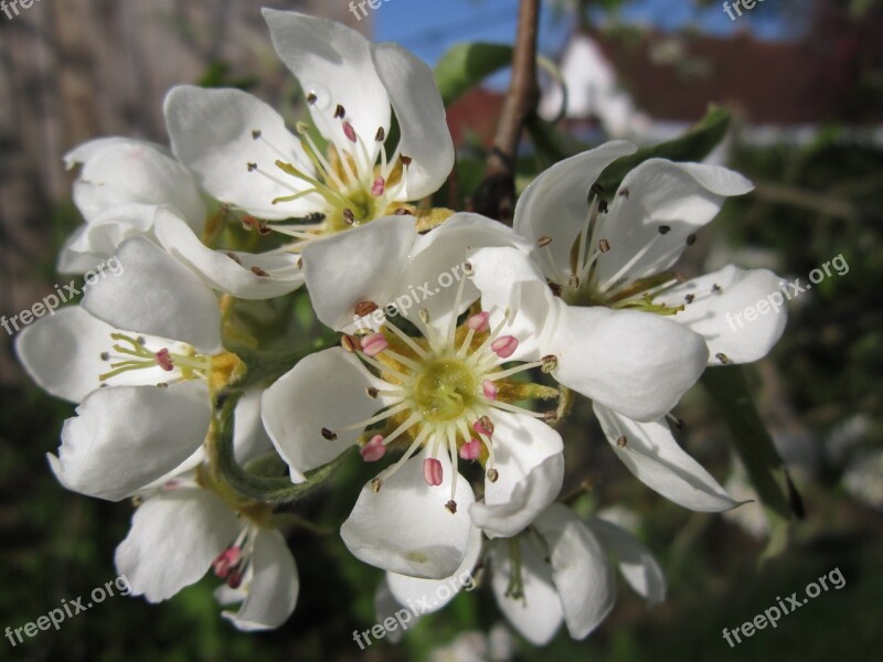 Pear Blossom Fruit Tree Spring Blossom Blossom