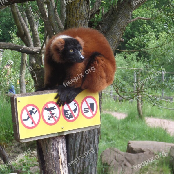 Red Lemur Zoo Panel Free Photos