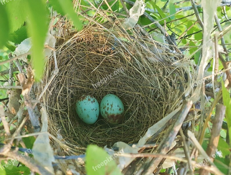 Nest Egg Bird's Nest Nest Nesting Eggs