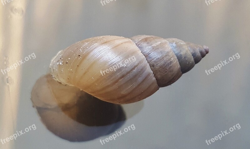 Shell Snail Mollusk Land Snail Spiral