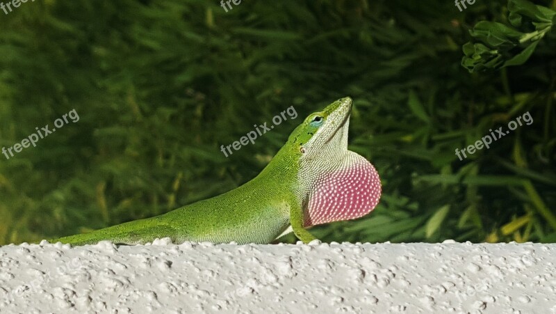 Anole Green Anole Lizard Green Lizard Reptile