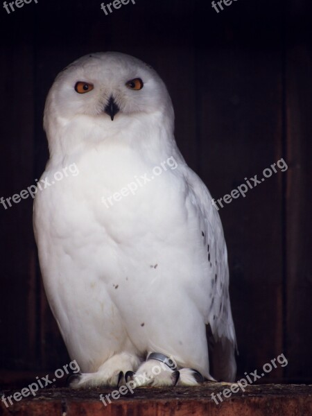 Owl Snowy Owl Nocturnal Bird Animal