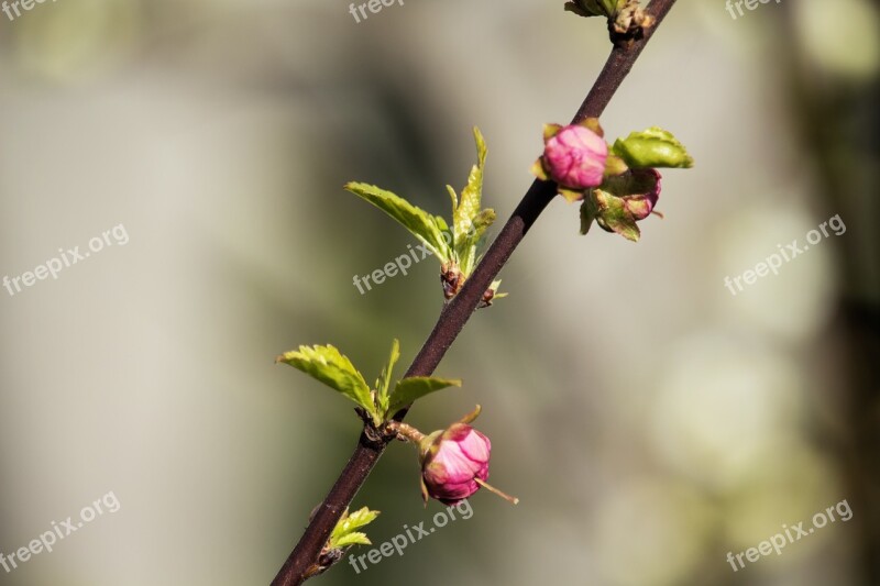 Spring Nature Almond The Buds Garden