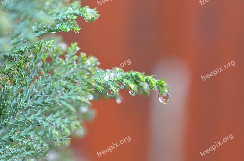 Raindrop Drops Macro Water-drop Nature