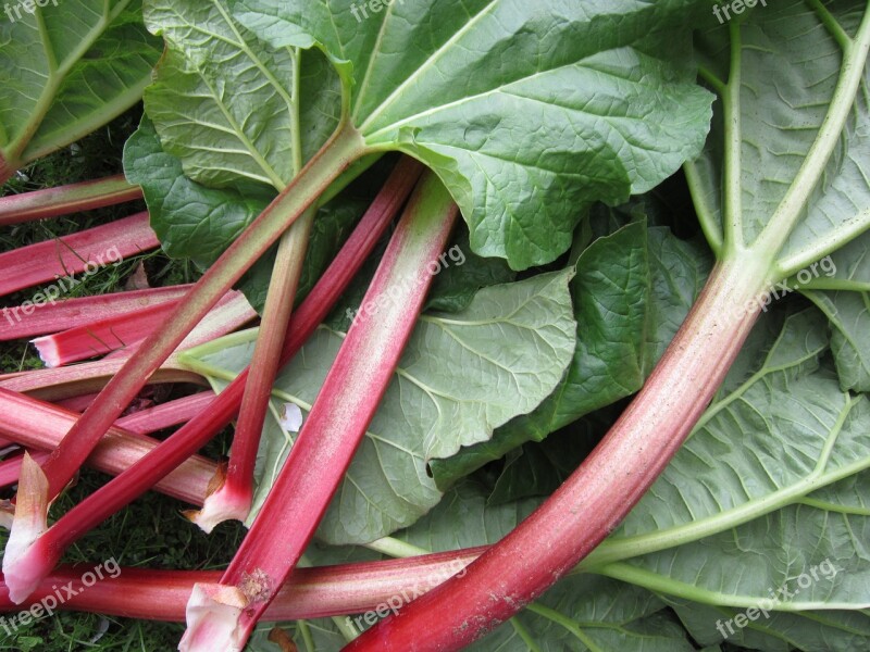 Rhubarb Leaves Stengel Vegetables Rhabarber Green