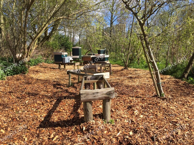 Bees Apiary Bees Tables Hive Beekeeper